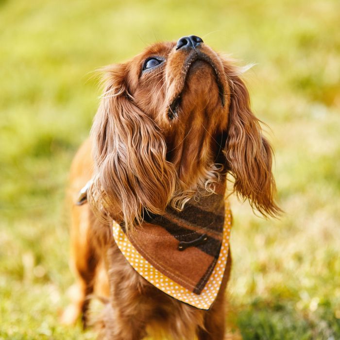 Pet Accessories