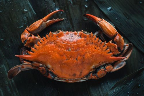 Live Lobsters, Crabs and Langoustines