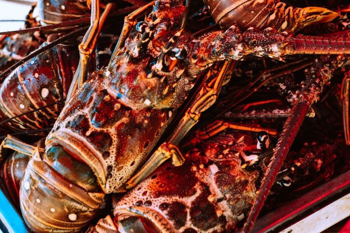 Live Lobsters, Crabs and Langoustines