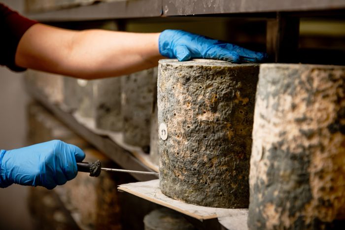 Hebridean Blue Cheese