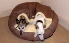 Friday Fox Mocha Cosy Cave Beds