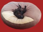 Friday Fox Mocha Cosy Cave Beds