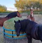 Standard Horse Feeder