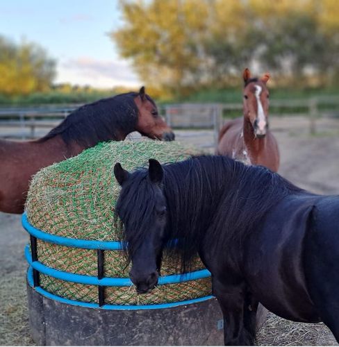 Standard Horse Feeder