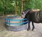 Standard Horse Feeder