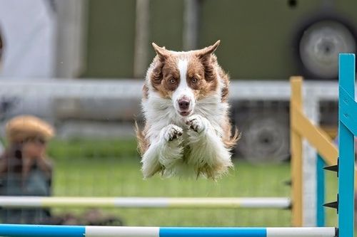 Mutts & Butts Fun Dog Agility