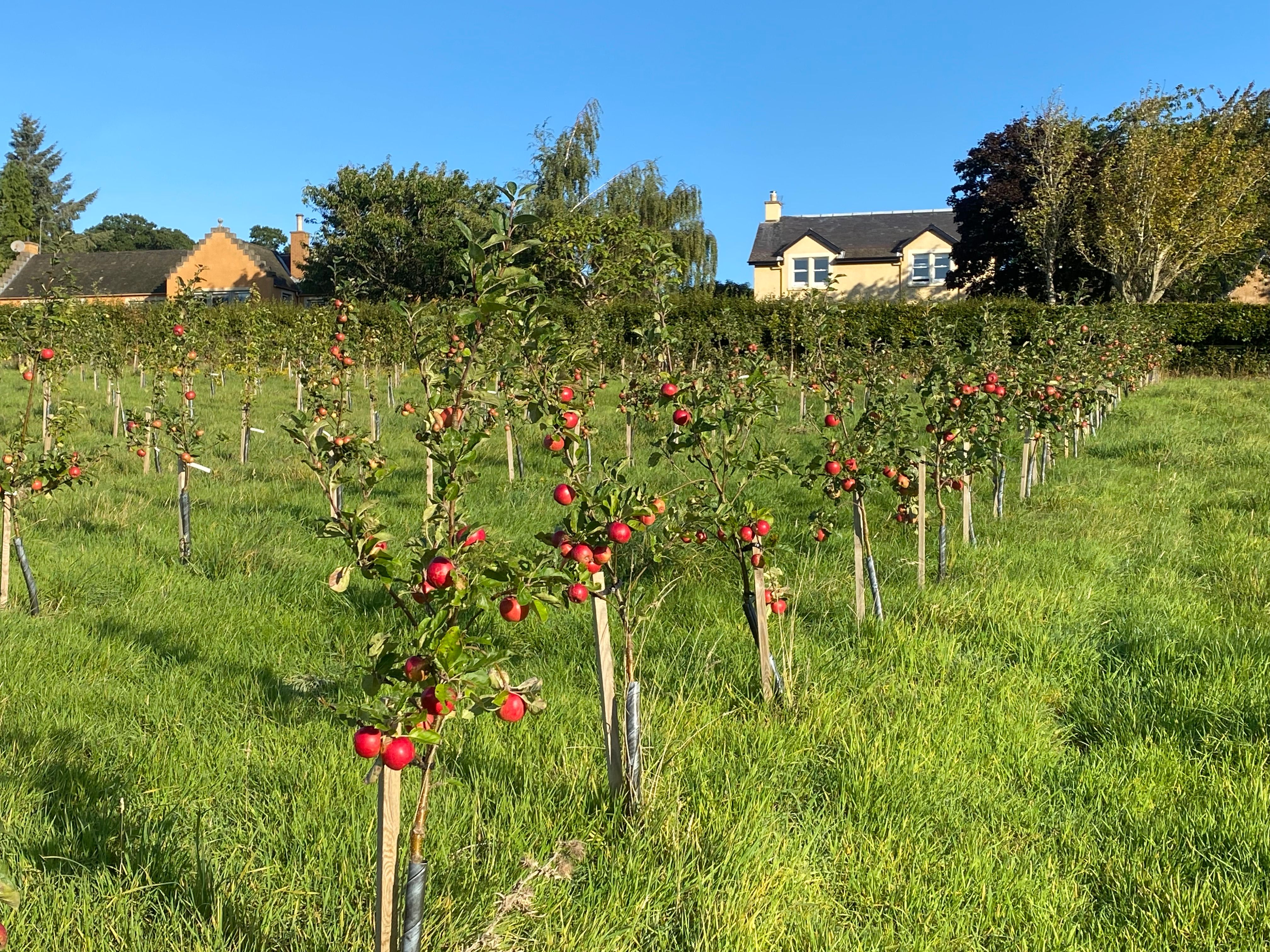 Scottish Fruit Trees