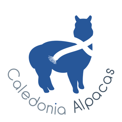 Caledonia Alpacas