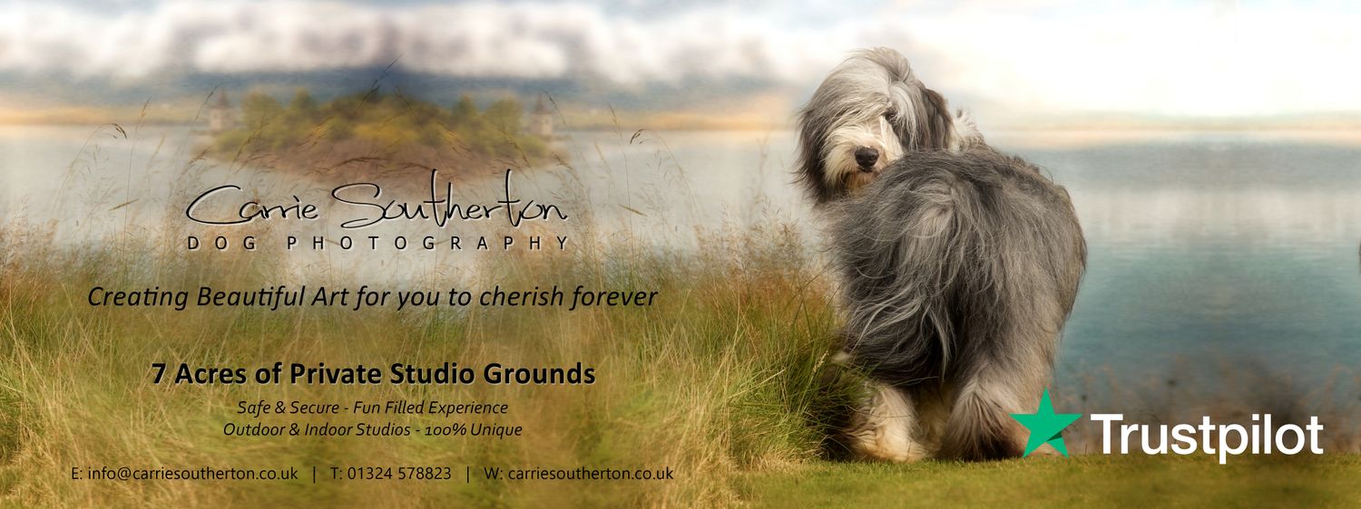 Carrie Southerton Dog Photography