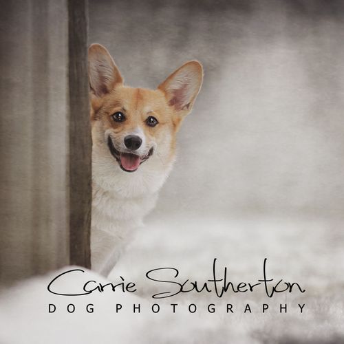Carrie Southerton Dog Photography