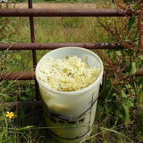 Sparkling Elderflower Drink