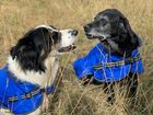 All Seasons Dog Raincoat