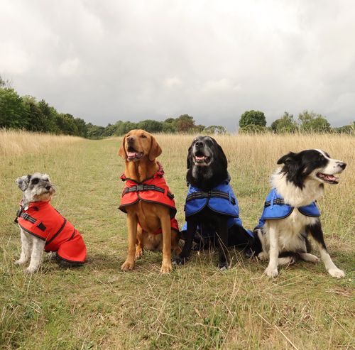 Dog Supplies with Quality Dog Products | Tail Blazers UK