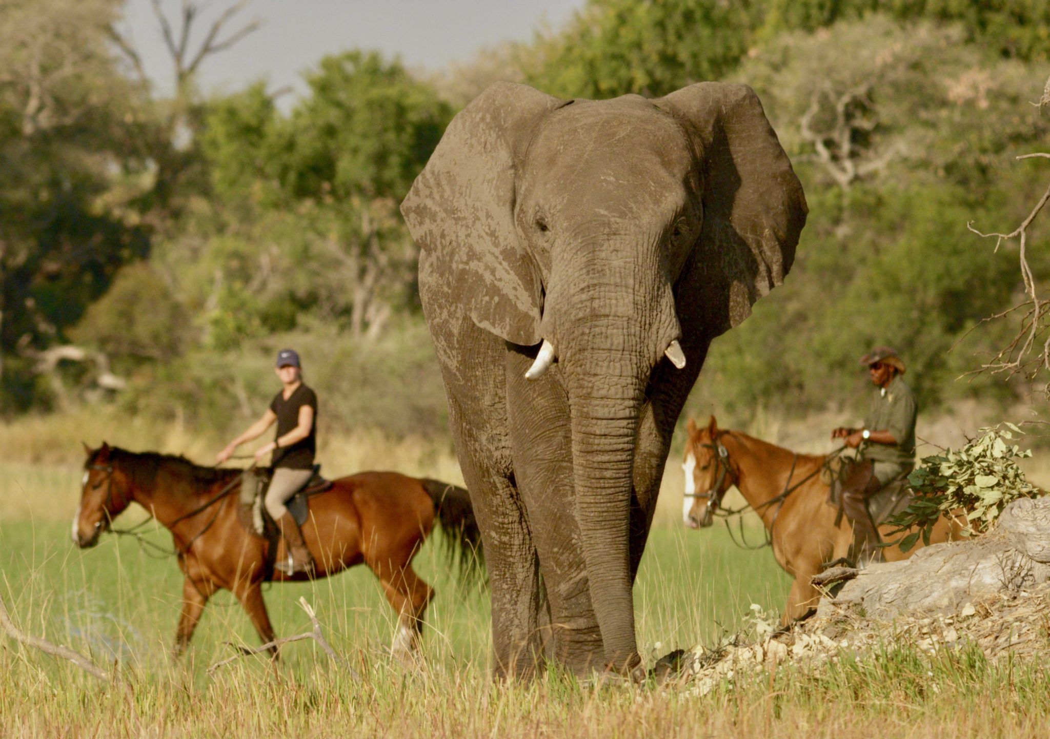 Riding Safaris