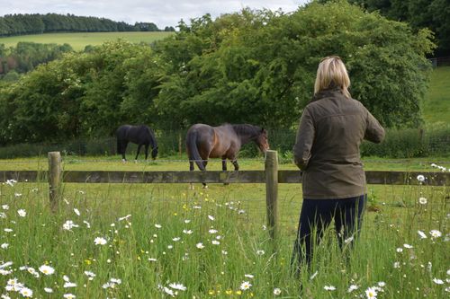 White Griffin Equine Environmental Services