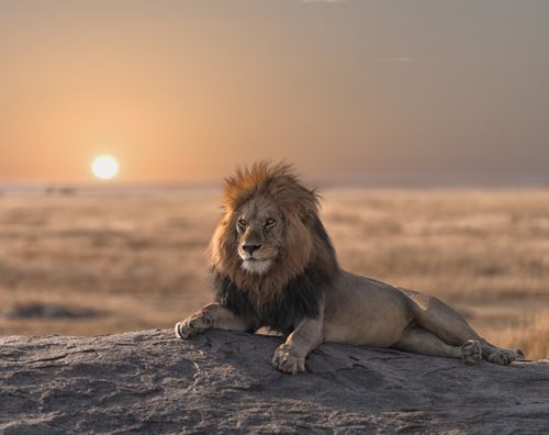 Award winning safaris