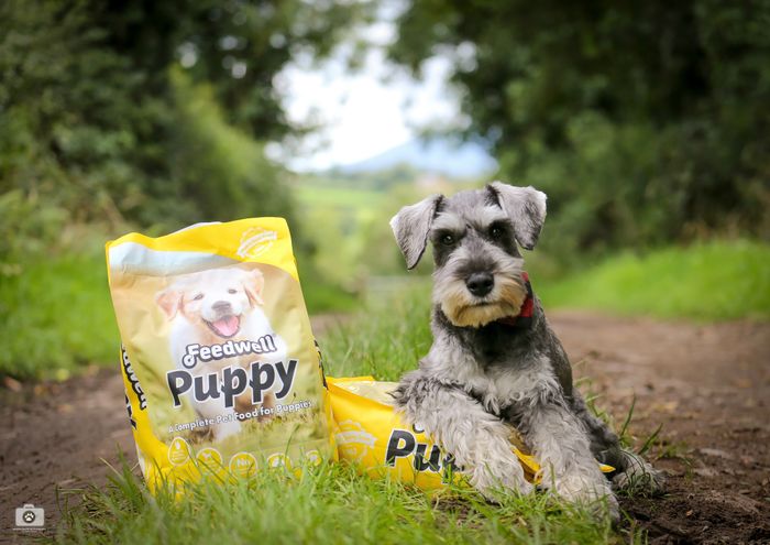 Feedwell Puppy