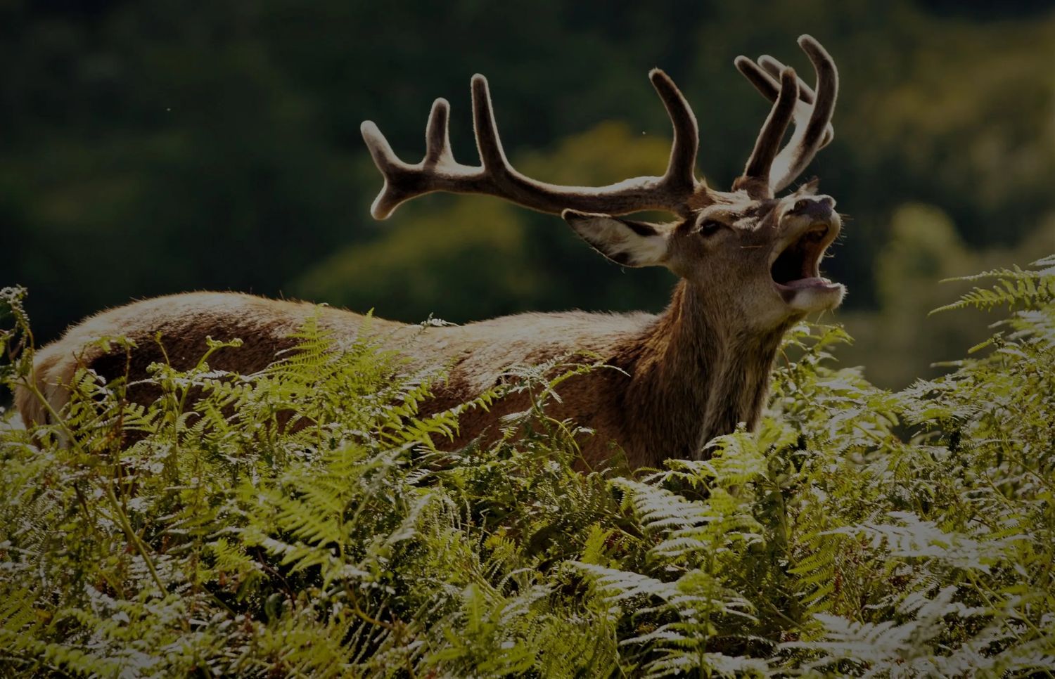 Glenartney Antlers