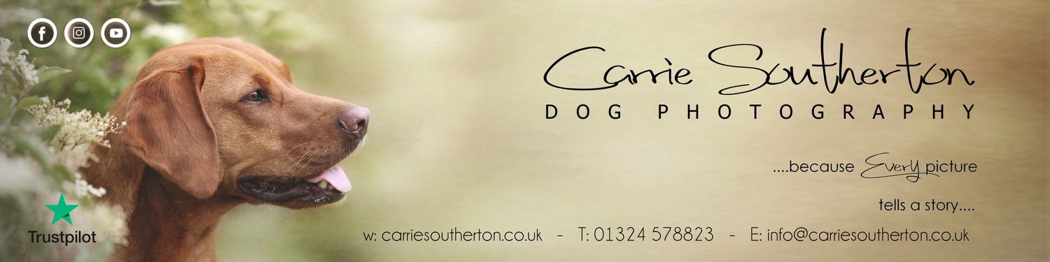 Carrie Southerton Dog Photography