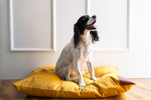 Indestructible Dog Bed