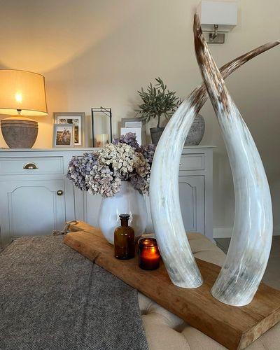 Ankole Cow Horns