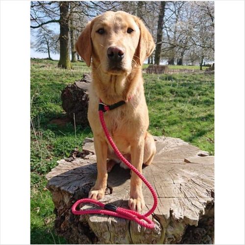 Gundog Rope Leads