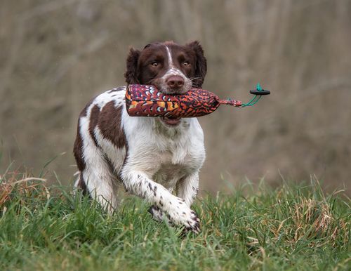 Gundog Dummies