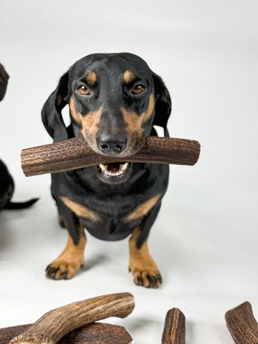 Red Deer Antler Chews