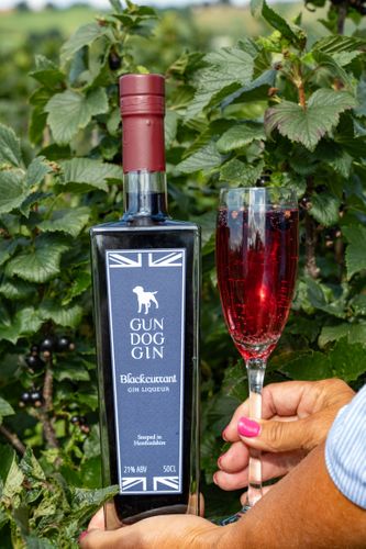 Gun Dog Gin Liqueur - Blackcurrant