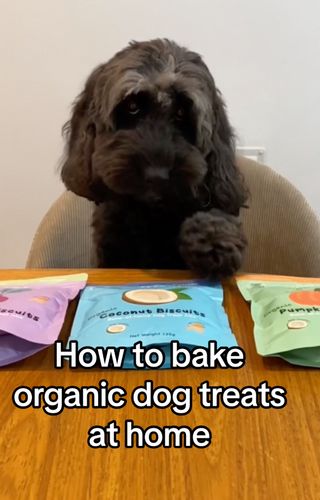 Bake Organic Dog Treats at Home! By Miley the Cockapoo.