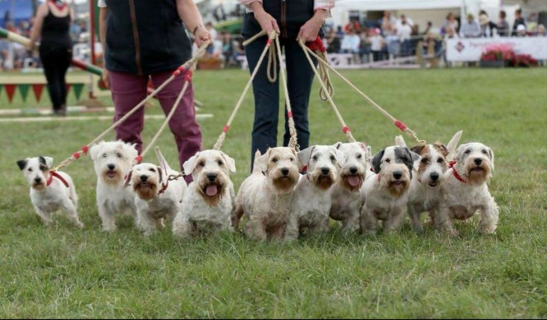 Sealyham Terriers 