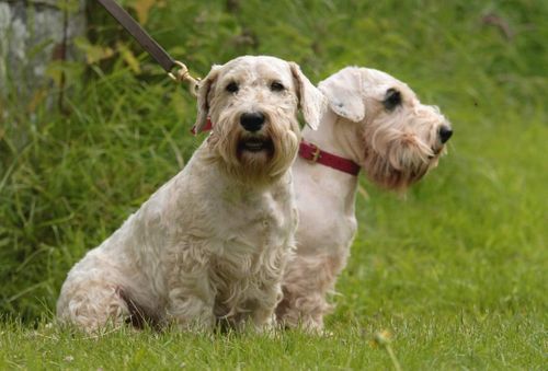 Sealyham Terriers 