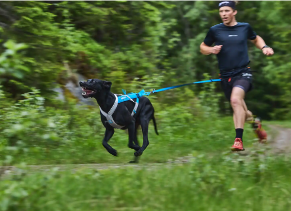 Non Stop Dogwear