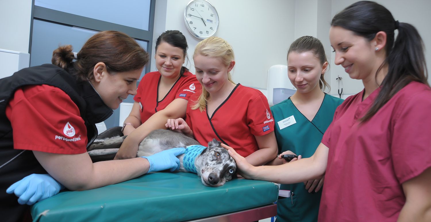 Pet Blood Bank UK