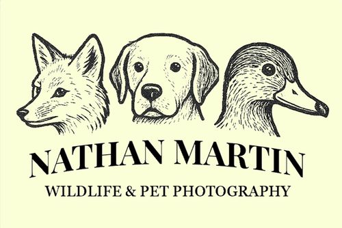 Nathan Martin Photography