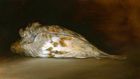 The Grey Partridge