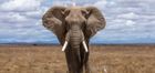 Ten day safari