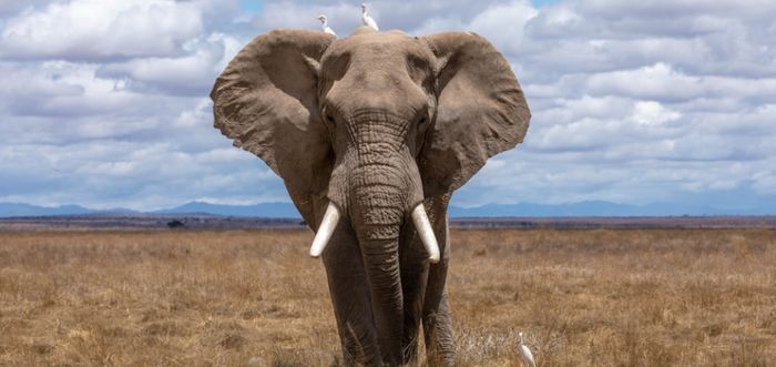 Ten day safari