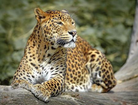 Ten day safari