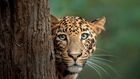Ten day safari