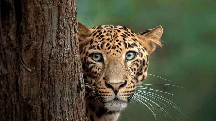 Ten day safari