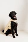 Champagne Doggy Armour - The Protective Dog Coat