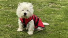 Red Doggy Armour - The Protective Dog Coat