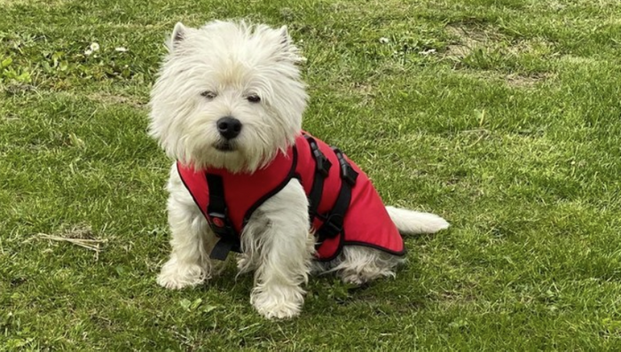 Red Doggy Armour - The Protective Dog Coat