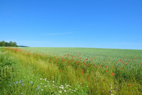 Stewardship & Grants