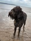 iPET Network Level 3 Diploma in Dog Grooming & Salon Management