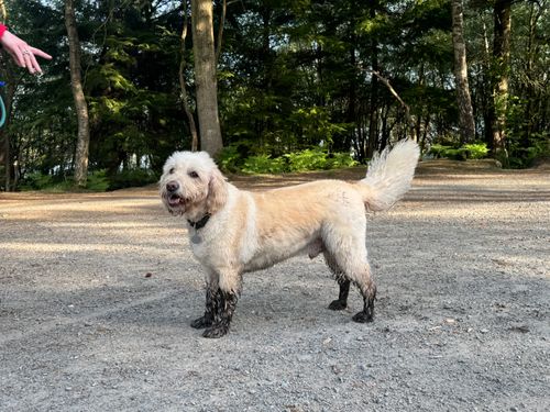 iPET Network Level 3 Diploma in Dog Grooming & Salon Management
