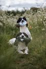 Gundog Supplies