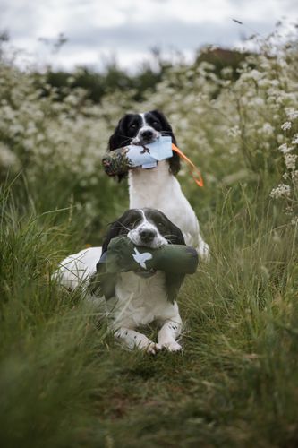 Gundog Supplies