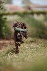 Gundog Supplies